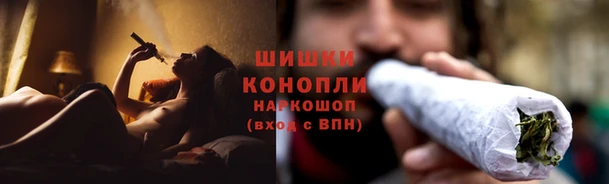 прущие грибы Аркадак
